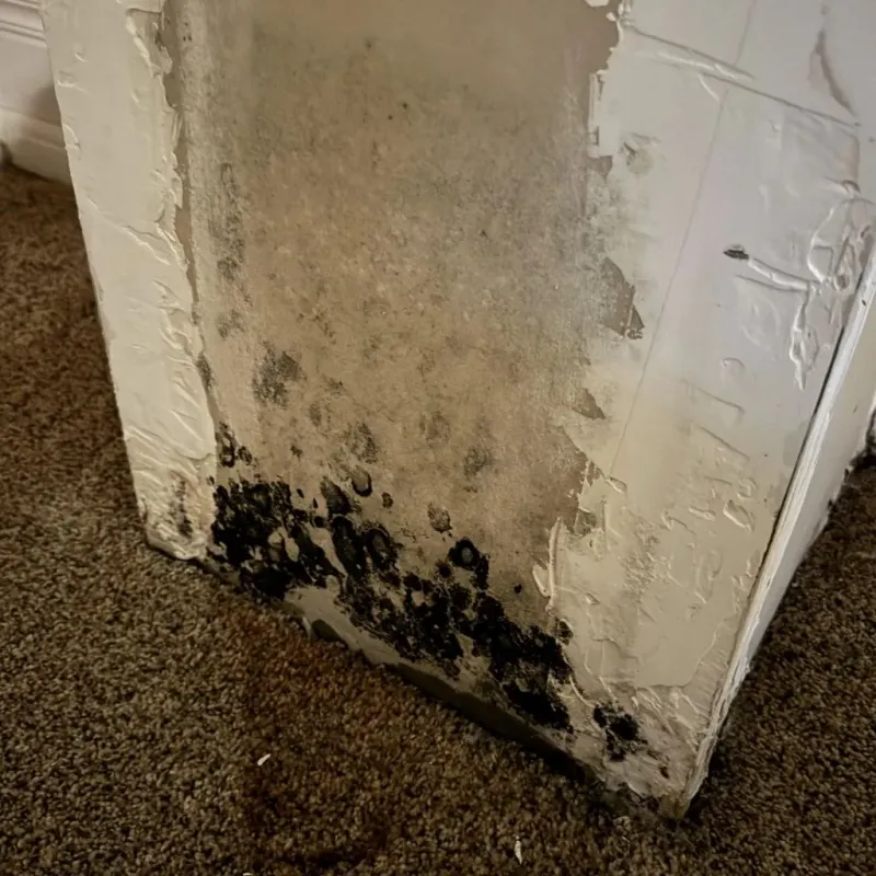 Professional Mold Removal in Fairplains, NC